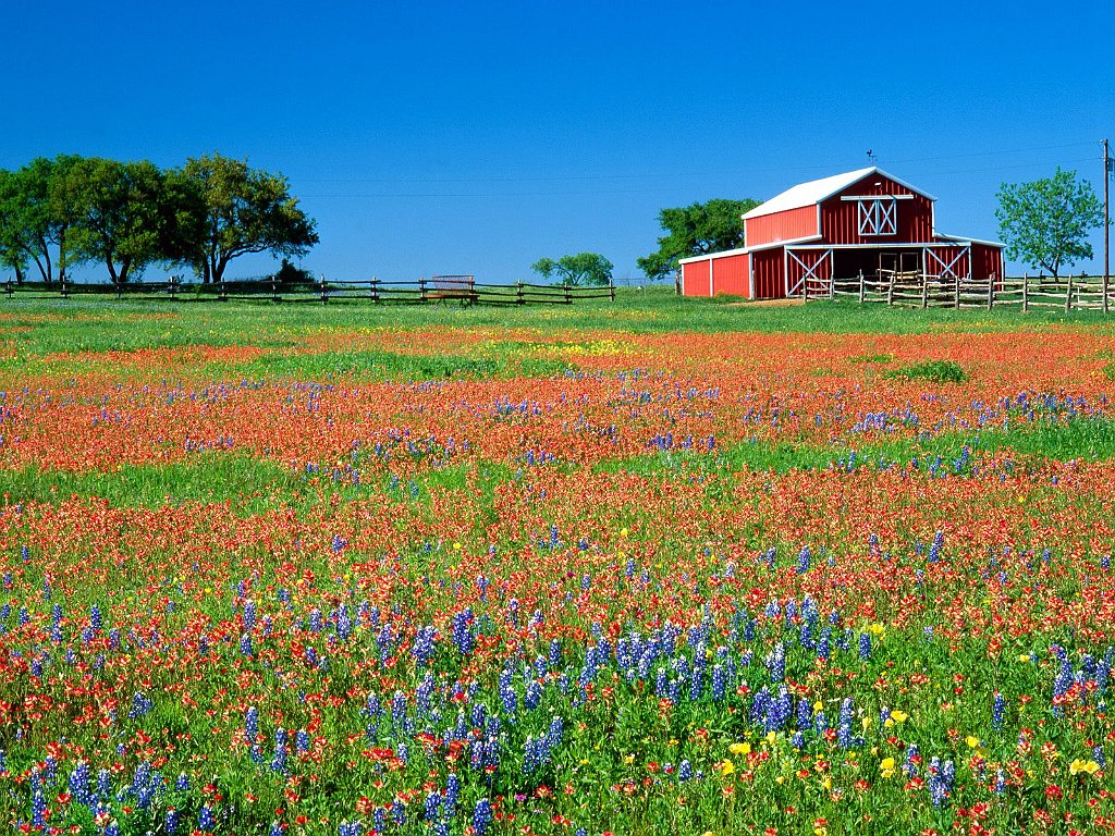 Red Barn and Texas Paintbrush, Texas